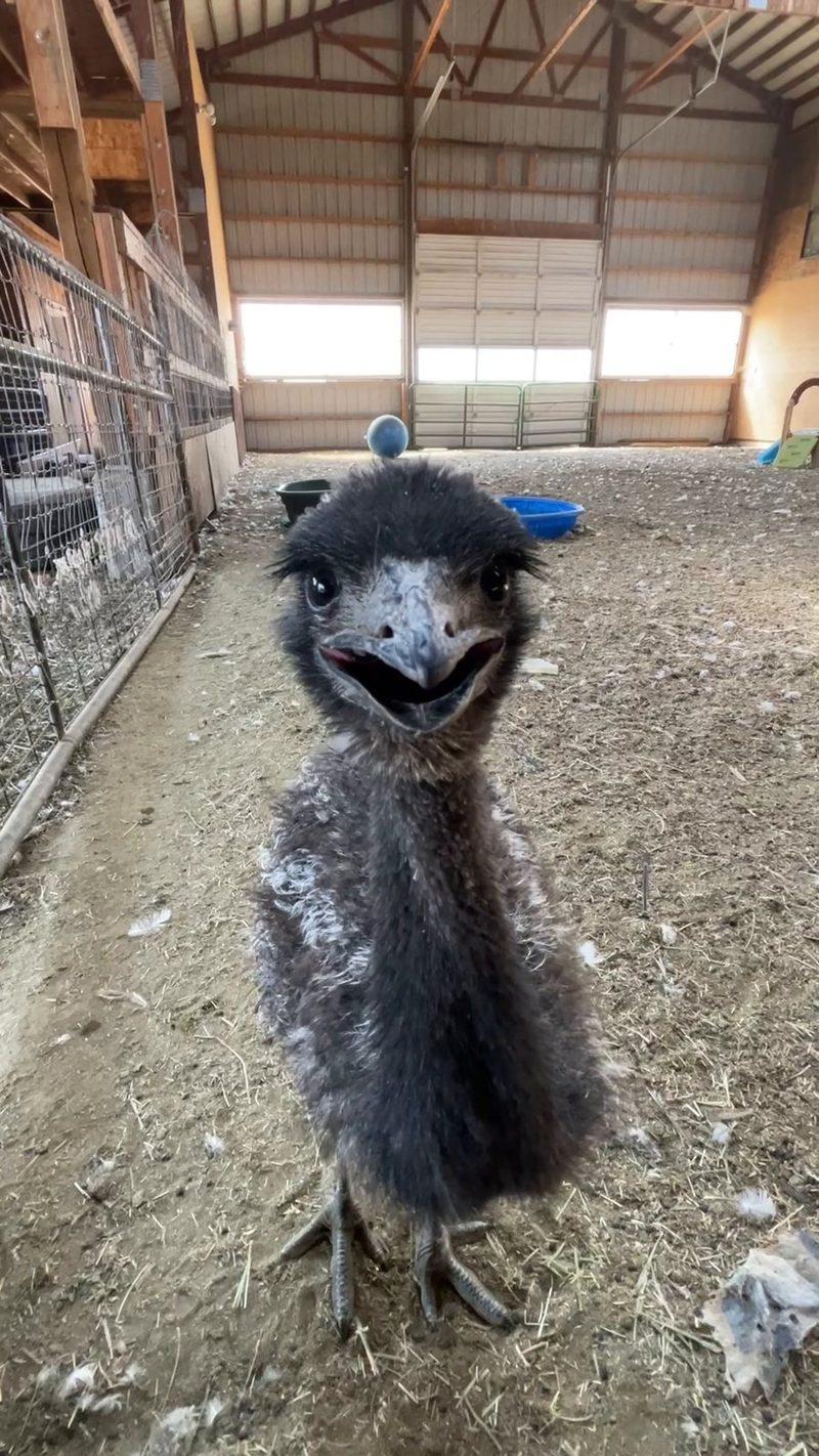 Echo the emu