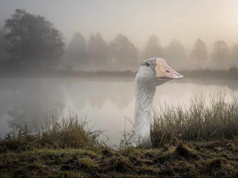 Fitz the goose at the pond on a misty morning