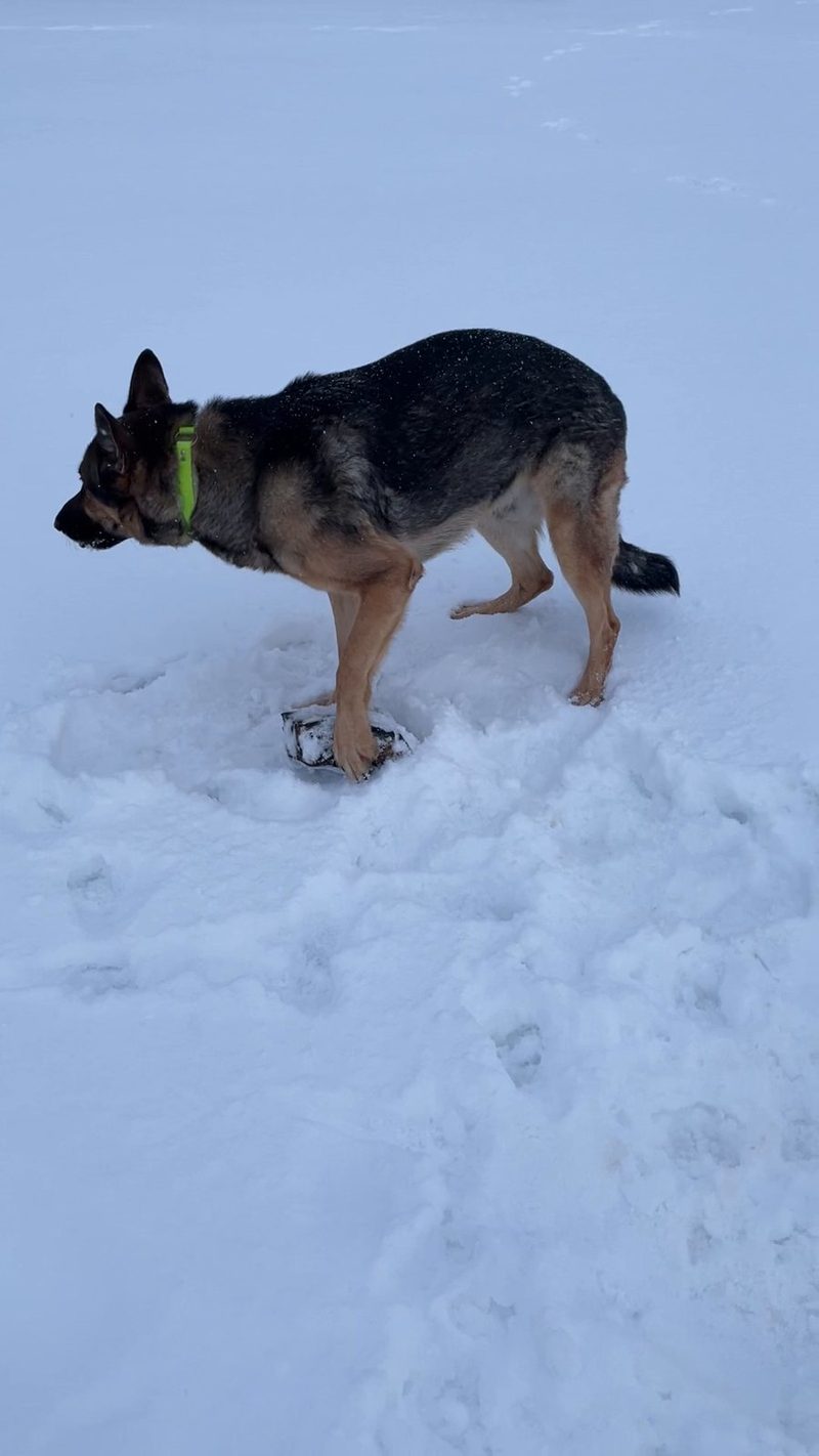 Kota the Czech Shepherd